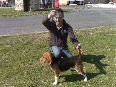 de Hexmes - Régionale d'élevage du club du beagle à Périgueux