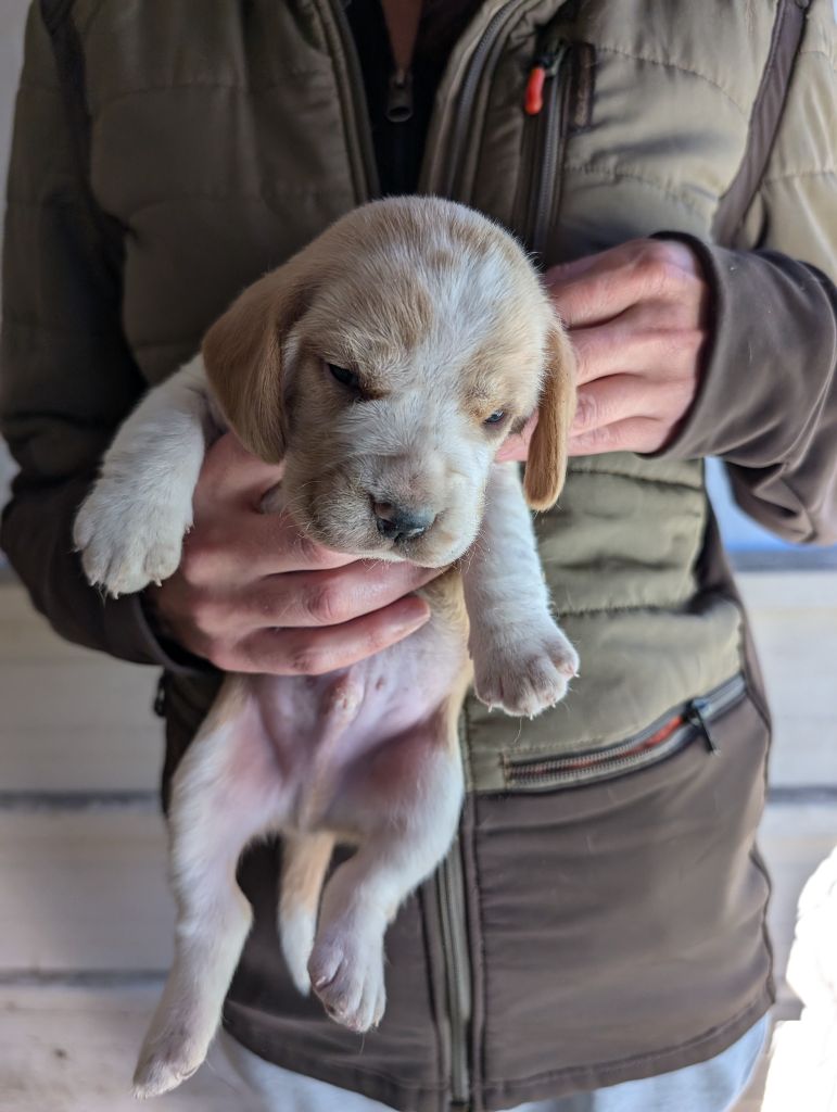 de Hexmes - Chiot disponible  - Beagle