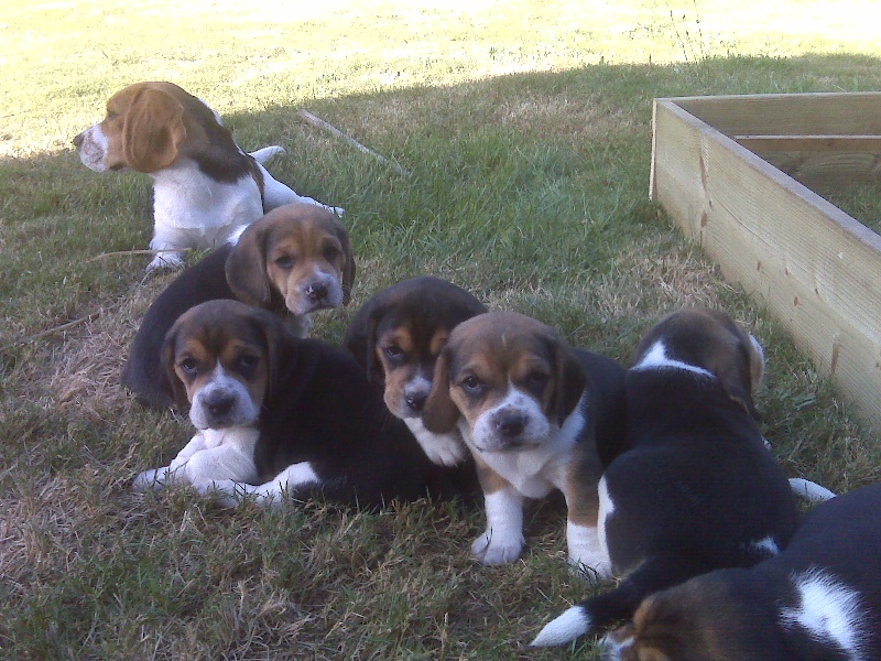 Les chiots à 1 mois