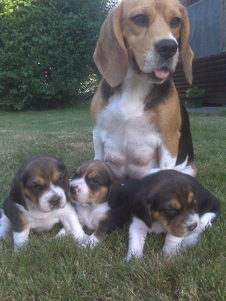 Chiots à 3 semaines