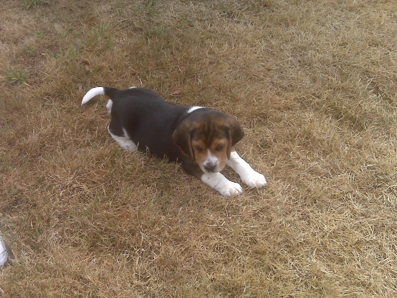 Chiots à 6 semaines