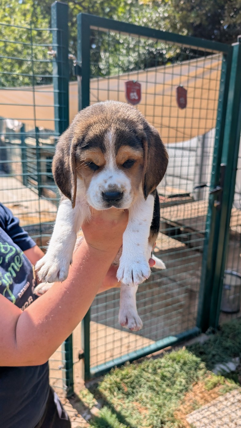 de Hexmes - Chiots disponibles - Beagle