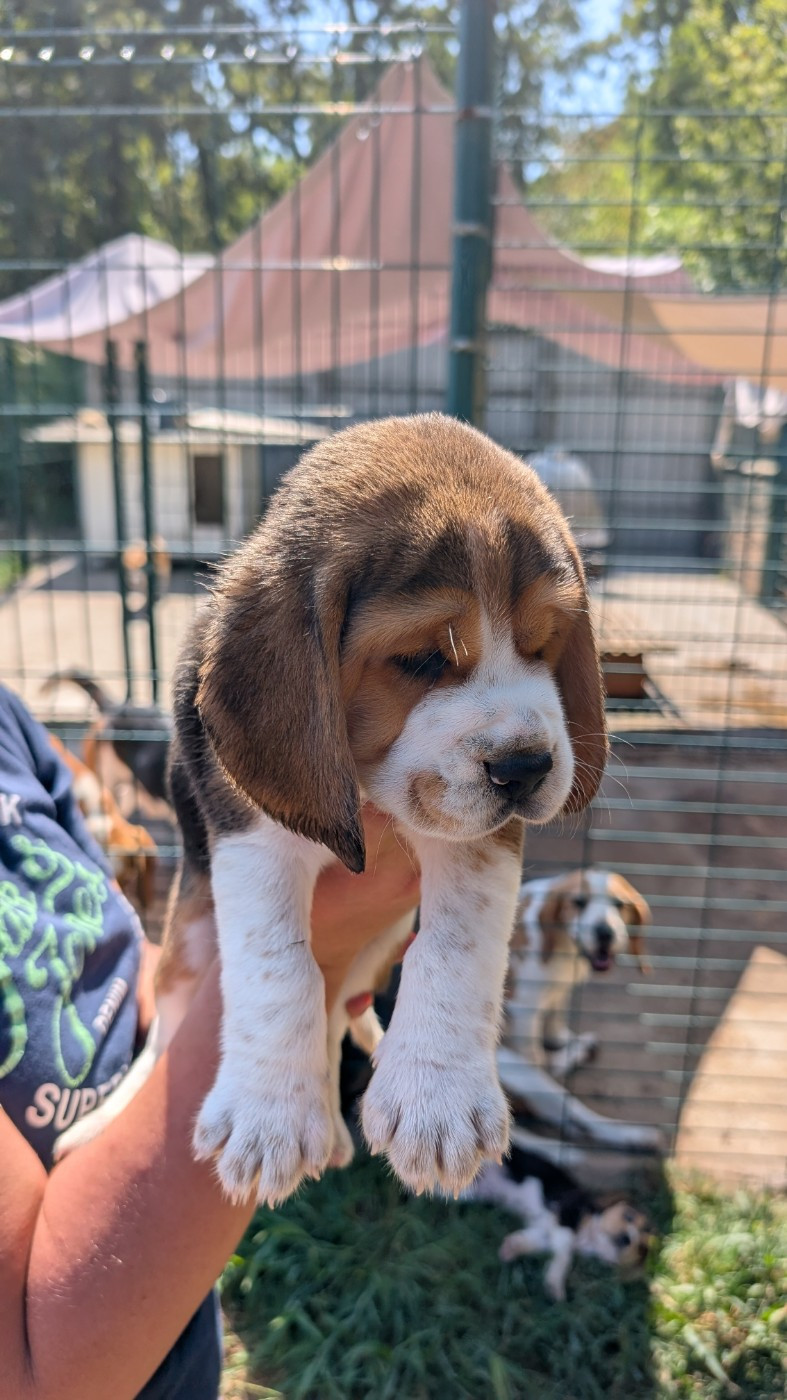 de Hexmes - Chiots disponibles - Beagle