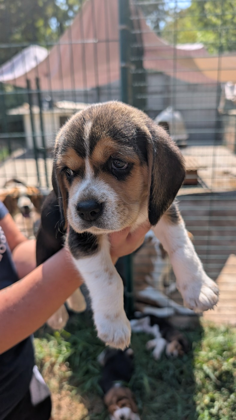 de Hexmes - Chiots disponibles - Beagle
