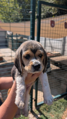 CHIOT 2